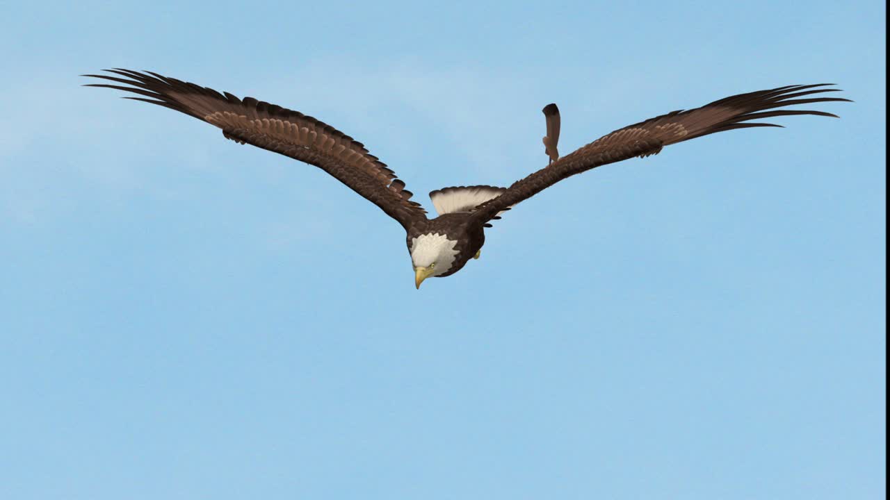 Eagle Flight